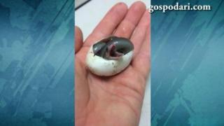 Бебе змия взе първата си глътка въздух и побърка интернет (ВИДЕО)