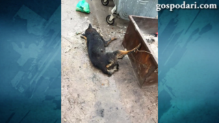 Сигнал за умъртвено куче, няма разследване