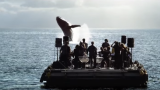 Удивително! Музиканти изкарват китове на повърхността (ВИДЕО)