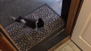 Сладко куче си бърше лапичките преди да влезе вкъщи