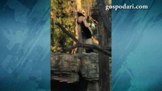 Мама помага на бебе панда да слезе от дърво