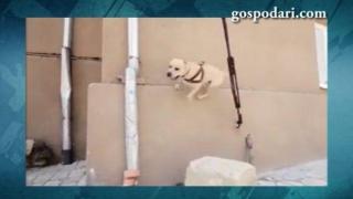 Куче спортува като истински атлет