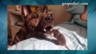 Куче се сприятелява с мишка (ВИДЕО)