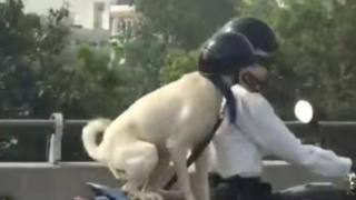 Куче велосипедист знае всички правила за движение