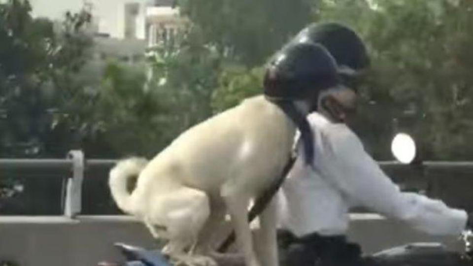 Куче велосипедист знае всички правила за движение