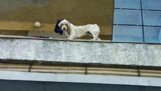 Спасиха кучета, живели при нечовешки условия