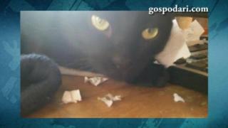 Котка яде домашното на ученик