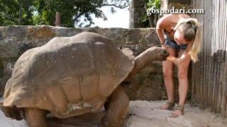 Гигантска костенурка похапва диня (ВИДЕО)