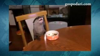 Видра се храни на масата, докато гледа телевизия (ВИДЕО)