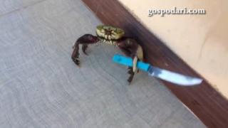 Въоръжен рак на фона на реч на Хитлер стана хит в интернет (ВИДЕО)