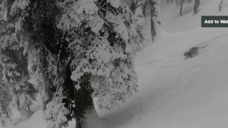 Скиори се натъкват на снежен леопард по време на спускане (ВИДЕО)