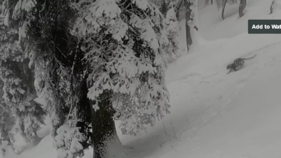 Скиори се натъкват на снежен леопард по време на спускане (ВИДЕО)