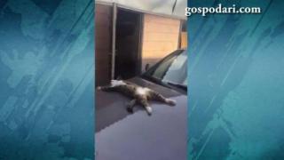 Котка обърка капак на кола с топъл плаж