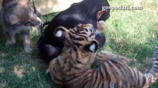 Маймунка, тигърче и вълче си играят