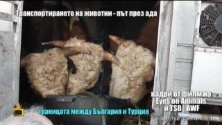 Ужасяващи условия за износ на животни на границата ни с Турция