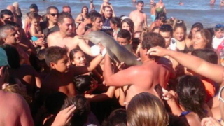 Туристи убиха делфинче, докато си правят селфита с него (ВИДЕО)