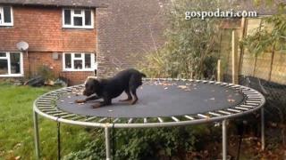 Куче, достойно за цирков артист