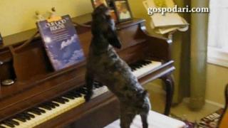 Урок по пиано на четири лапи (ВИДЕО)