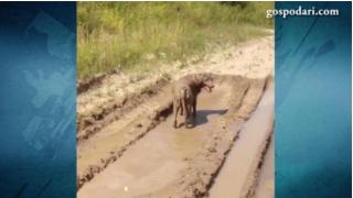 Куче на кални бани (ВИДЕО)