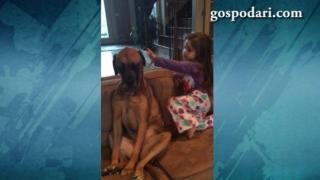 Мини лекарка прави основен преглед на куче (ВИДЕО)