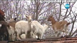 Гледам и не вярвам на ушите си: Стадо кози живеят по покривите на хората