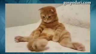 Знаят ли котките защо им е опашка? (ВИДЕО)