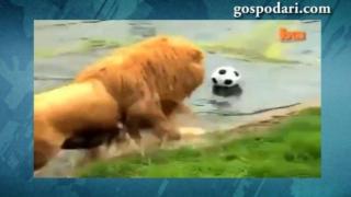 Лъв футболист (ВИДЕО)