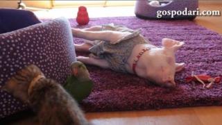 Прасенце, пиленце и коте играят заедно (ВИДЕО)