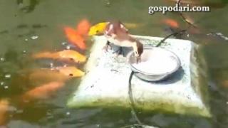 Патенце храни рибки (ВИДЕО)