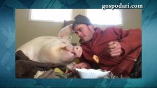 Прасе се храни с вилица (ВИДЕО)