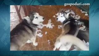 Хъскита правят бели и не се признават за виновни (ВИДЕО)