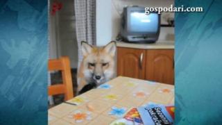 Лисиците също стават за домашни любимци (ВИДЕО)