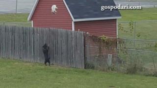 Колко високо можеш да скочиш, когато бягаш от куче? (ВИДЕО)