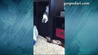 Котка се опитва да се сприятели с пор (ВИДЕО)