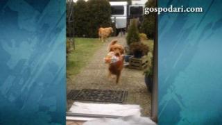 Кучета помагат за прибирането на покупките (ВИДЕО)