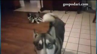 Семейство хъскита в забавна игра (ВИДЕО)