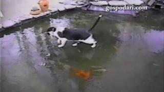 Котка срещу рибки в замръзнала вода (ВИДЕО)