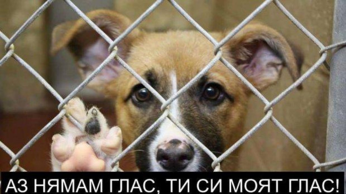 Протести в защита на бездомните животни