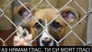 Протести в защита на бездомните животни