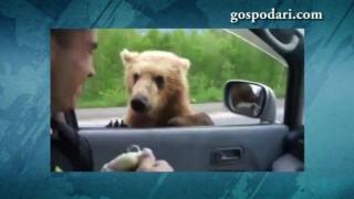 Мечка проси храна от спрели на пътя коли (ВИДЕО)