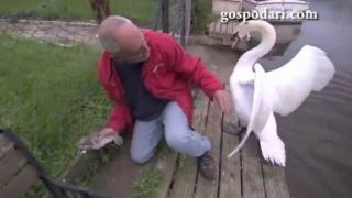 Мъж спасява бебе лебед