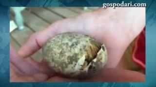 Вдъхновяващо: Пиленце поема първата си глътка въздух (ВИДЕО)