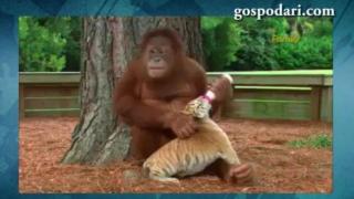 Маймуна осиновява тигърчета и се грижи за тях (ВИДЕО)