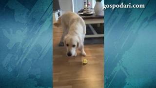 Куче дегустира лимон за първи път (ВИДЕО)