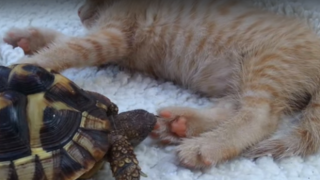 Костенурка пробва да яде лапите на котка (ВИДЕО)