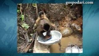 Маймуна мие чинии като домакиня (ВИДЕО)