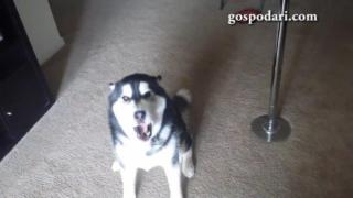 Има ли беля, винаги хъскито е виновно (ВИДЕО)