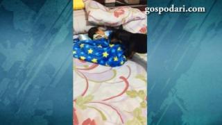 Куче помага в грижите за бебето