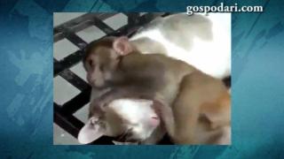 Маймунче проучва анатомията на коте (ВИДЕО)