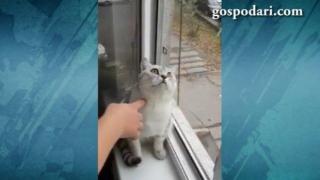 Котка гледа като същински звяр (ВИДЕО)